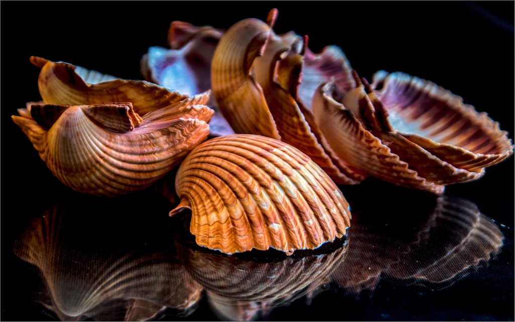 A cluster of whimsical seashells with swirling textures and earthy hues resting on a reflective surface.