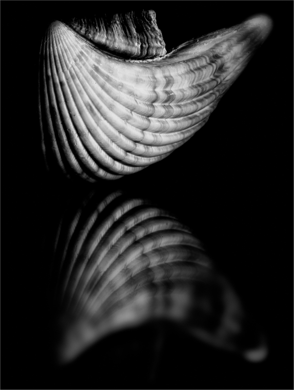 A spiraled shell reflected in the dark, evoking whispers of forgotten tides.