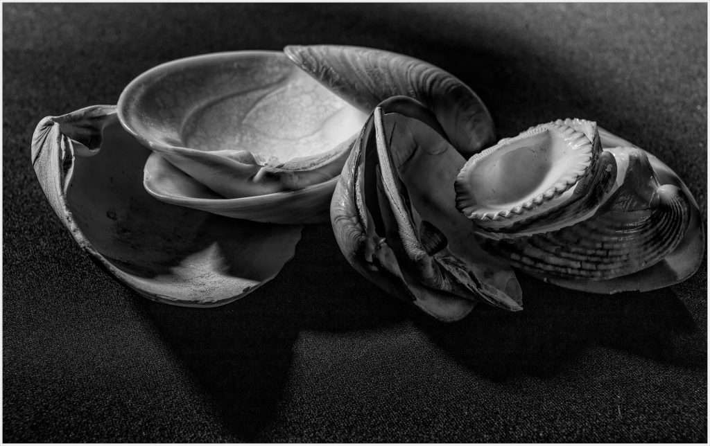 A collection of seashells twisted into surreal forms, shadows dancing on their surfaces.
