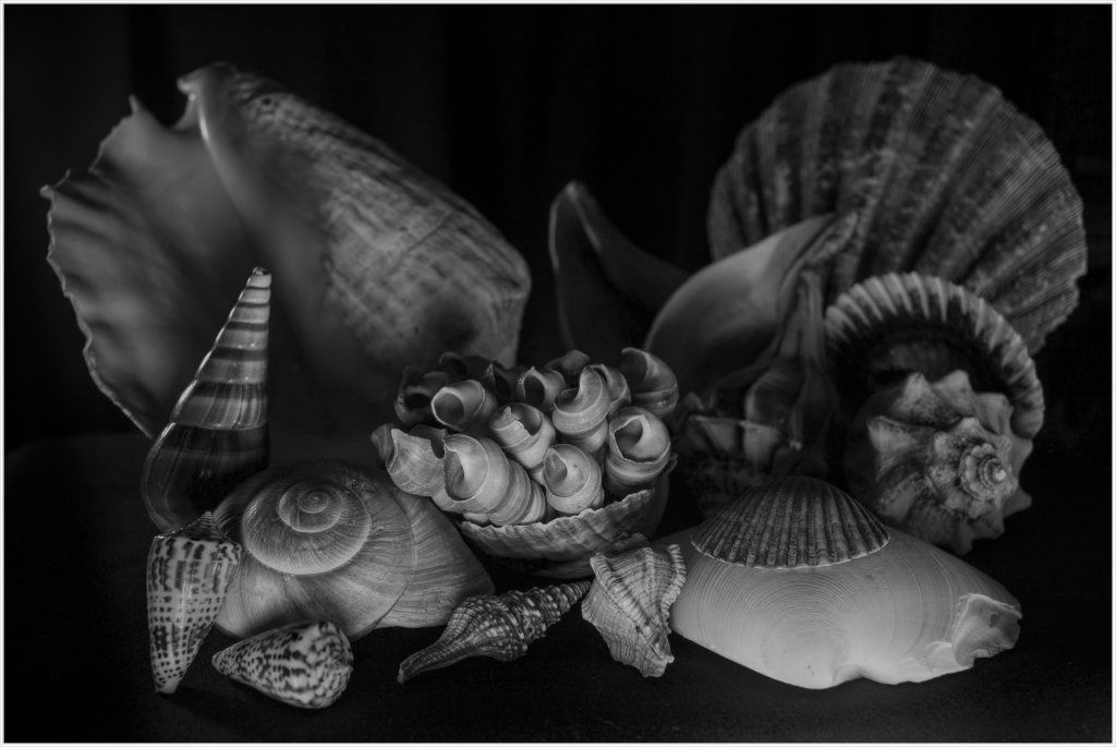 A collection of diverse shells arranged artistically, captured in monochrome tones.