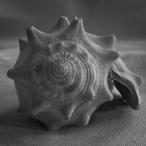 A surreal spiraled shell, sharp protrusions radiating like dreams.
