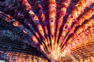 A vibrant seashell displays intricate patterns and hues of orange, pink, and purple.