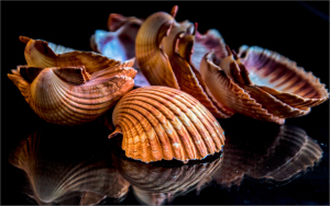 A cluster of whimsical seashells with swirling textures and earthy hues resting on a reflective surface.