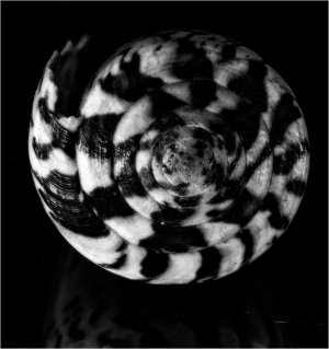 A spiraling shell with black and white patterns, reflecting depth and mystery.