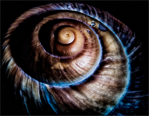 A vibrant shell spirals inward, revealing layers of color and texture like a cosmic whirlpool.