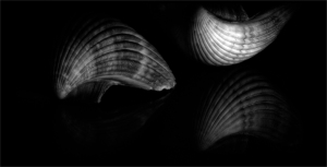 Two luminous shells, casting shadows like whispers on a dark surface.