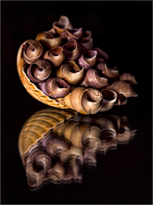 A swirling formation of conical shapes, reflecting their twist on a dark surface.