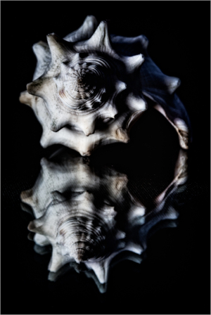 A surreal shell with spiny protrusions reflected in a dark abyss.