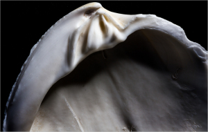 An abstract close-up of a shell's inner curve, soft and smooth against darkness.