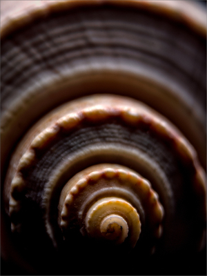 A spiraled shell reveals endless chambers of soft hues and intricate patterns.