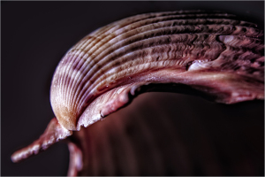 A curving shell reveals intricate, swirling patterns in deep shades of purple and brown.