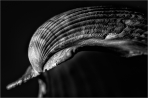 A close-up of a shell, its textured surface undulating like waves in a dark dreamscape.