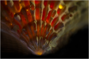 A swirling mass of fiery orange and deep shadows, evoking a cosmic whirlpool.