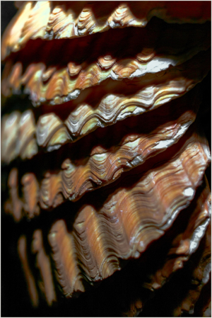 Rippling patterns of deep browns and shimmering highlights create an oceanic rhythm.