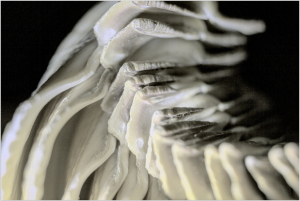 Layered forms undulate like whispers of a forgotten dream.