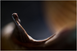 A winding form emerges, coiled in shadow and light, revealing hidden whispers of texture.