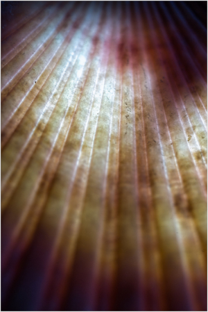 Abstract lines radiate in hues of warm crimson and soft cream, evoking waves of light.
