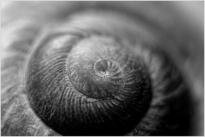 A close-up view of a spiraled shell with intricate patterns and textures.
