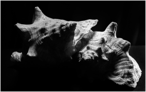 Two textured seashells entwined in a dance of shadows and light.