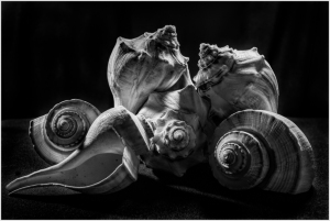 A collection of seashells, intricate and textured, arranged in shadowy elegance.