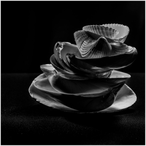 A surreal stack of various seashells arranged like a spiral tower against a dark background.