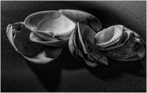 A collection of seashells twisted into surreal forms, shadows dancing on their surfaces.