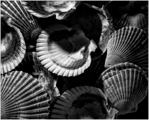 Monochrome shells curled like dreams trapped in time's embrace.