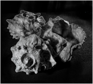 A cluster of surreal, spiky shells with intricate patterns and textures.