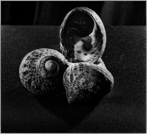 Three swirling shells entwined in a dance of shadows and light, mysterious and alluring.
