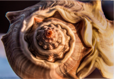 A close-up view of a spiral shell with intricate patterns and textures.
