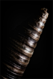 A spiraled, dark object with shiny layers twisting into the void.