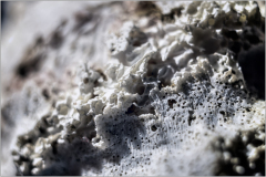 Intricate white and grey textures resembling a dreamlike landscape.