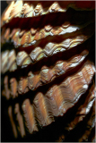 Rippling patterns of deep browns and shimmering highlights create an oceanic rhythm.