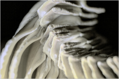 Layered forms undulate like whispers of a forgotten dream.