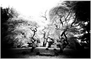 Intricate, twisted branches of ancient trees in a spectral glow, enchanting yet haunting.