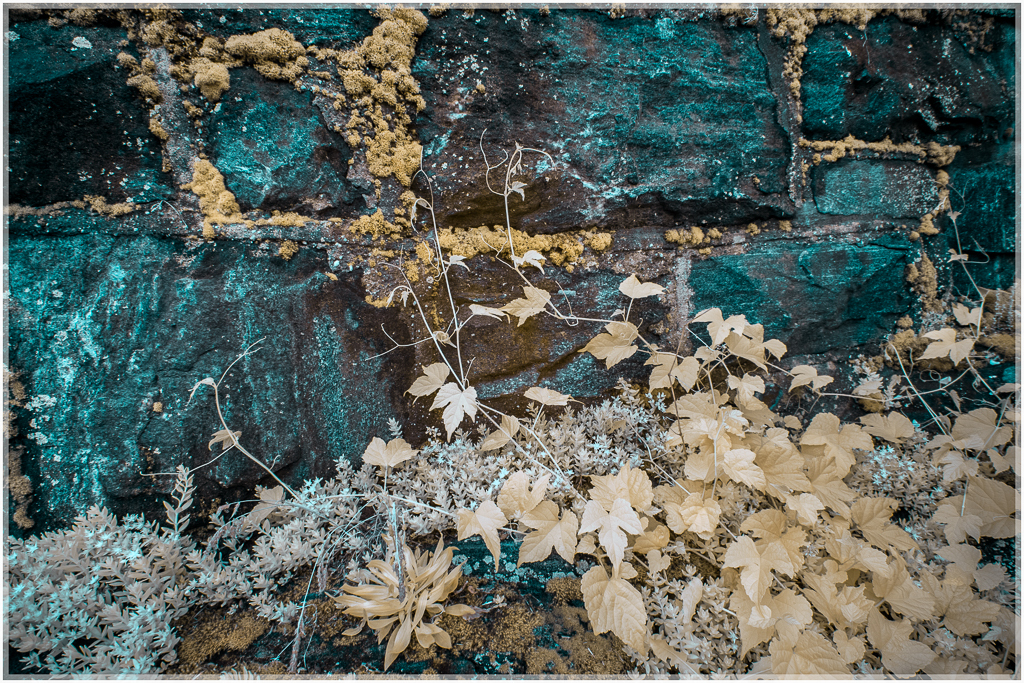 A mossy wall with peeling paint and creeping vines, shadows lurking.