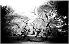 Intricate, twisted branches of ancient trees in a spectral glow, enchanting yet haunting.