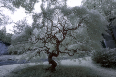 A gnarled tree with twisting branches, draped in ethereal white leaves, beckons with a haunting allure.