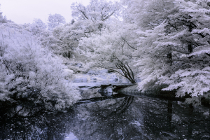 A hauntingly beautiful garden scene with ghostly white foliage and a dark, reflective pond.