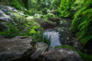 A tranquil garden scene with lush greenery and a reflective pond, stones framing the view.