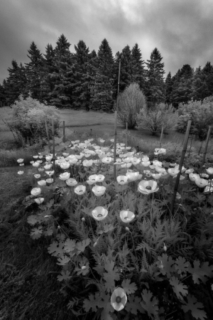 A haunting garden of white flowers against a dark, brooding sky.