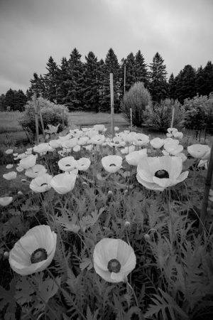 A haunting garden of white poppies blooms under a brooding sky.