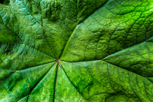 A close-up of a vibrant green leaf, veins etched like time's passage.