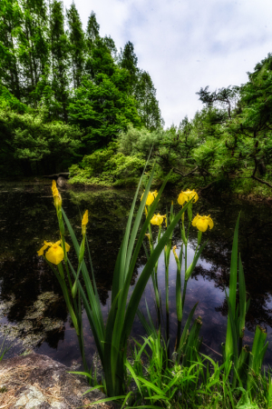A cluster of yellow irises stands proudly by a still pond, surrounded by lush greenery.