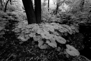 A whimsical patch of leaves beneath a tree, basking in the glow of infrared light.
