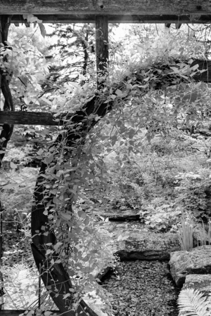 A whimsical garden scene with lush foliage and a wooden structure, all in shades of gray.