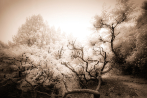 A whimsical, ghostly tree in a surreal garden, basking in a soft glow.