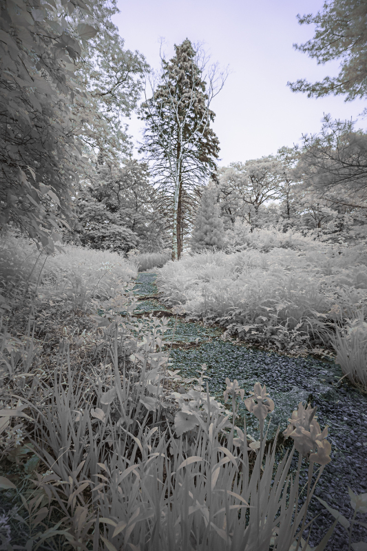 A quiet garden path lined with pale foliage and a solitary tree in the distance.