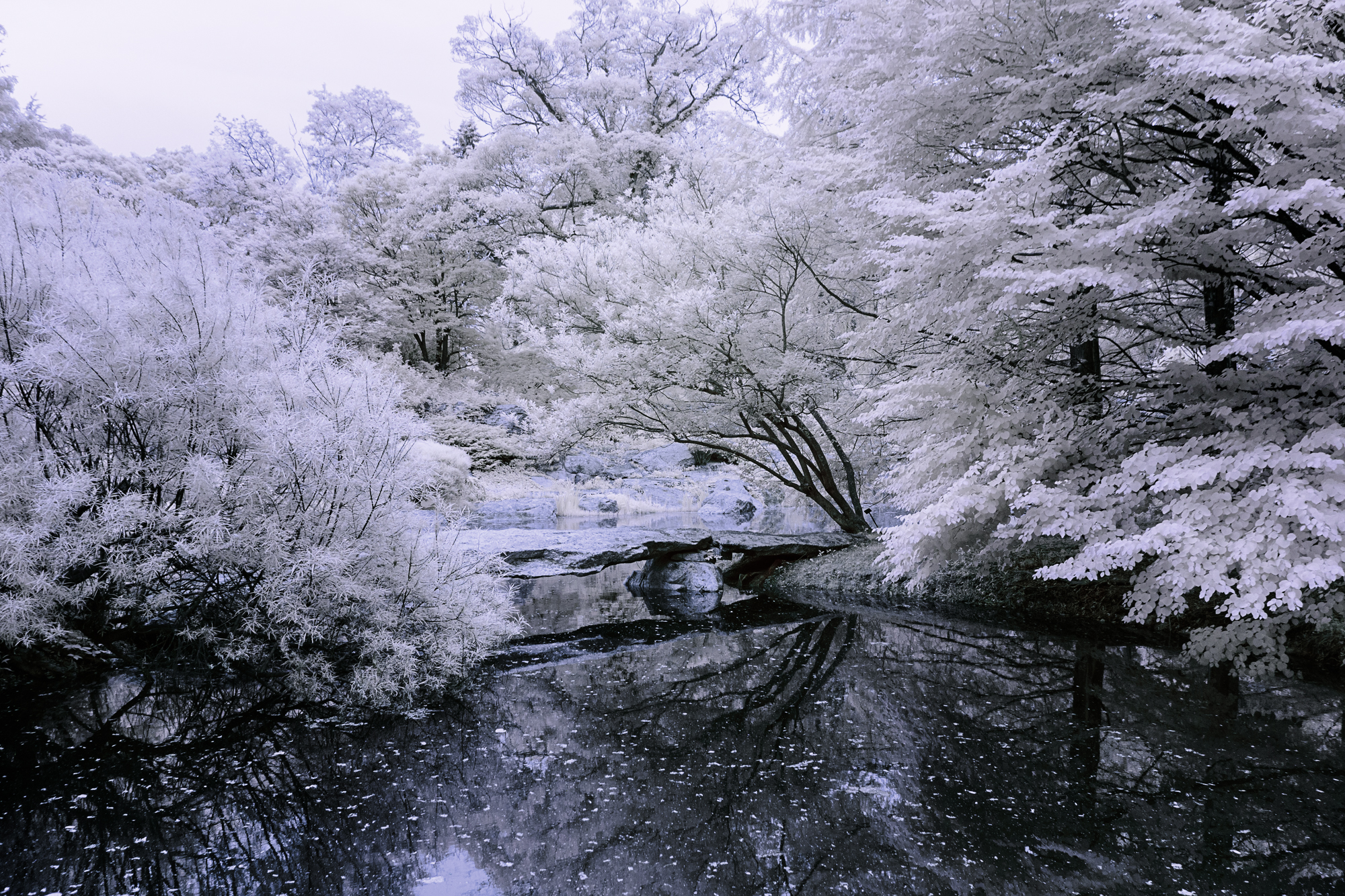 A whimsical landscape with trees and water, all dressed in a frosty hue.