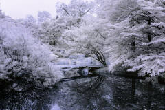 A hauntingly beautiful garden scene with ghostly white foliage and a dark, reflective pond.